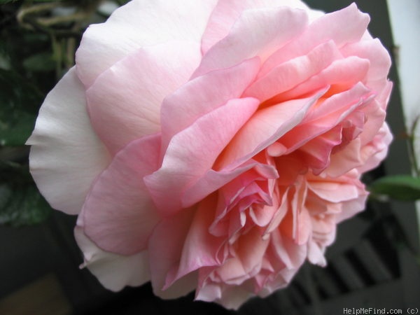 'Admired Miranda ®' rose photo