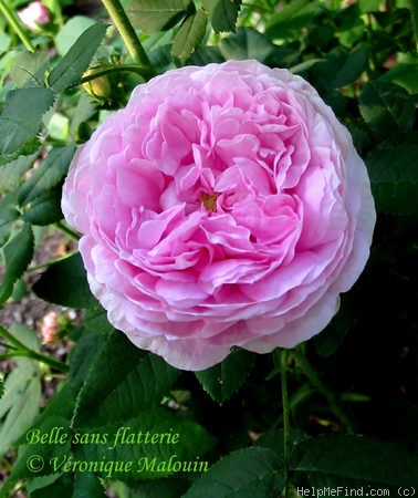 'Belle Sans Flatterie' rose, click to enlarge 'Belle Sans Flatterie' rose photo