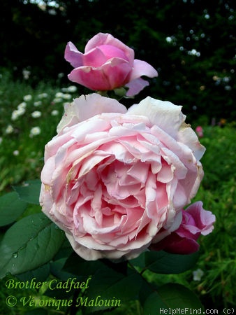 'Brother Cadfael' rose photo