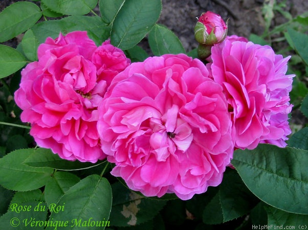 'Rose du Roi (portland, Lelieur, 1812)' rose photo