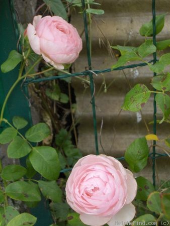 'Heritage ®' rose photo