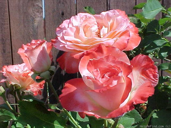 'Brigadoon ™' rose photo