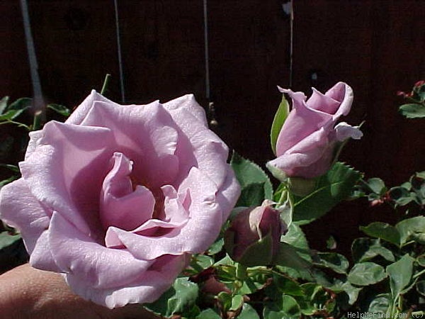 'Sterling Silver (Hybrid Tea, Fisher, 1957)' rose photo