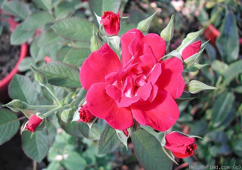'Linda Campbell' rose photo