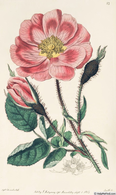 '<i>Rosa centifolia</i> f. <i>muscosa</i> (Ait.) C.K.Schneid.' rose photo
