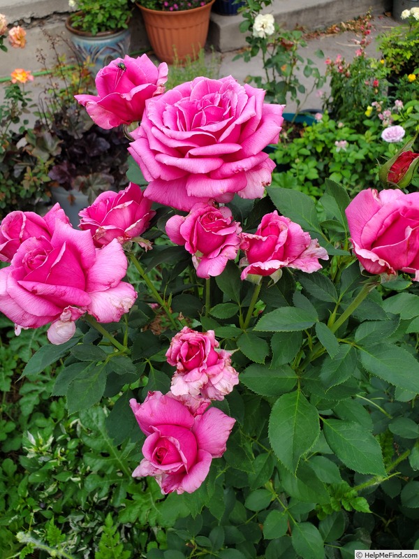 'Miranda Lambert ™' rose photo