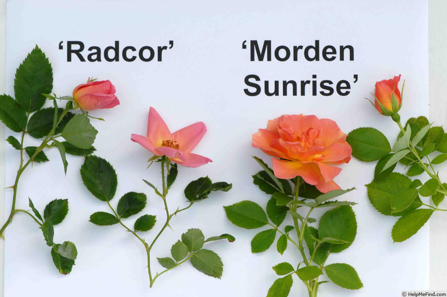 'RADcor' rose photo