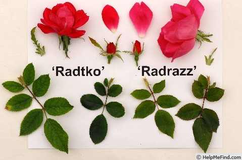 'RADrazz' rose photo