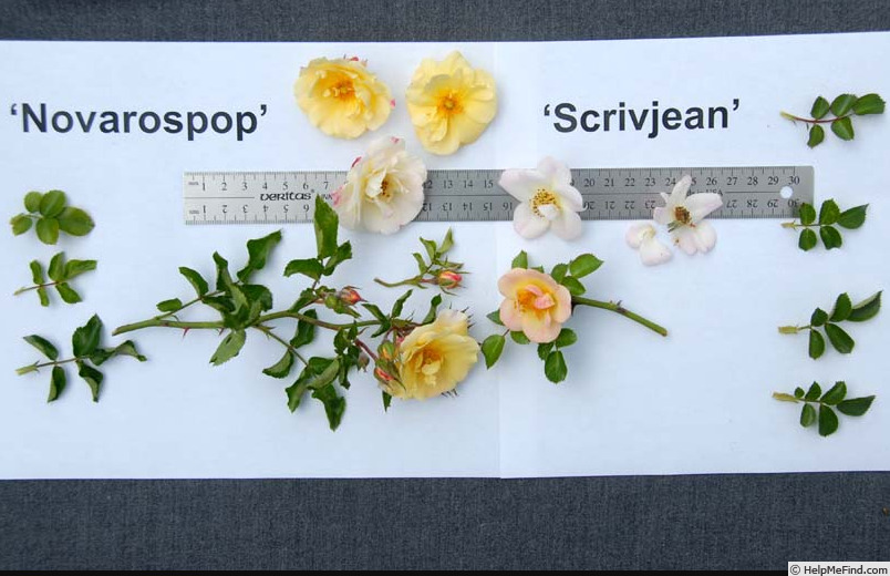 'NOVarospop' rose photo