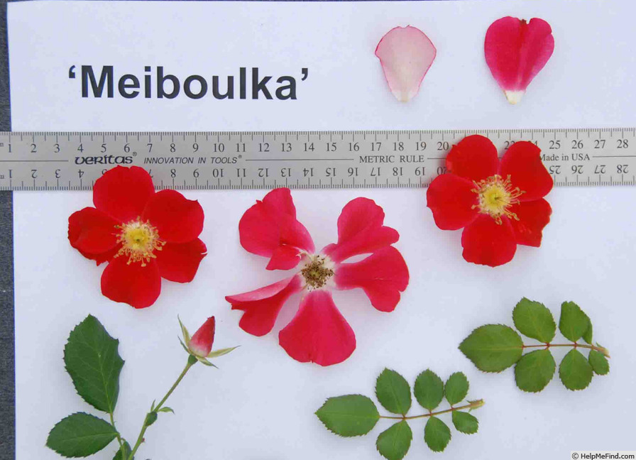 'Candia Meidiland ®' rose photo