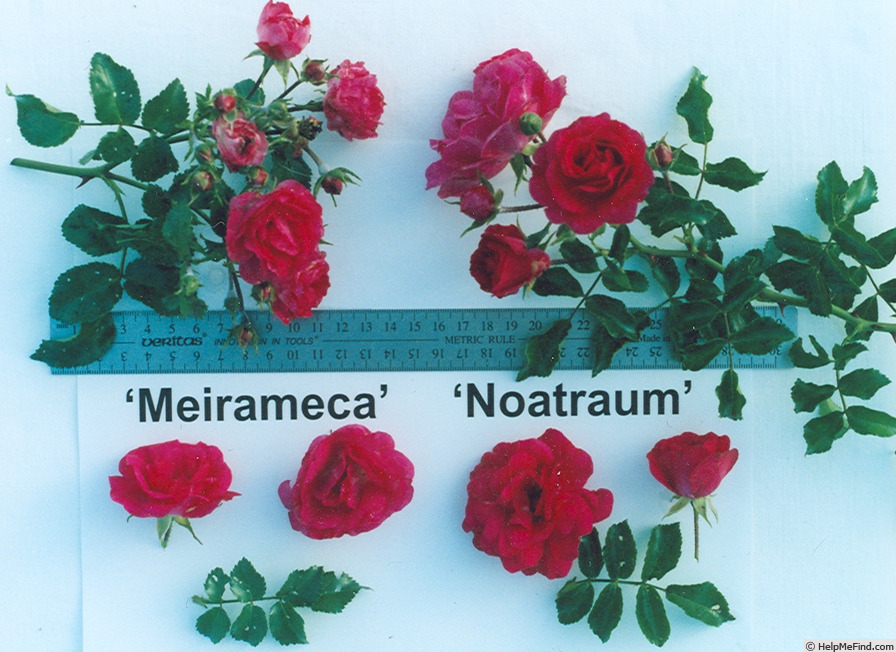 'NOAtraum' rose photo