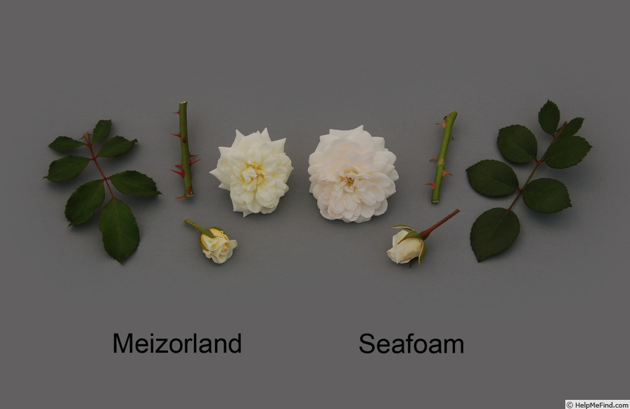 'MEIzorland' rose photo