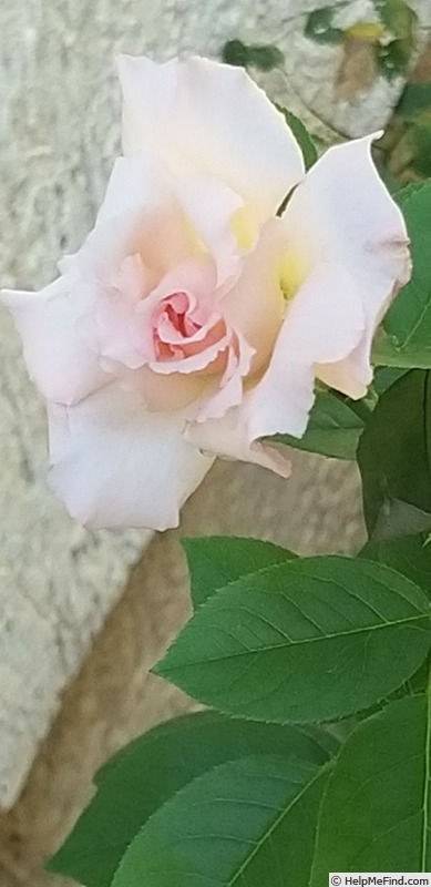 'Belle de Londres ®' rose photo