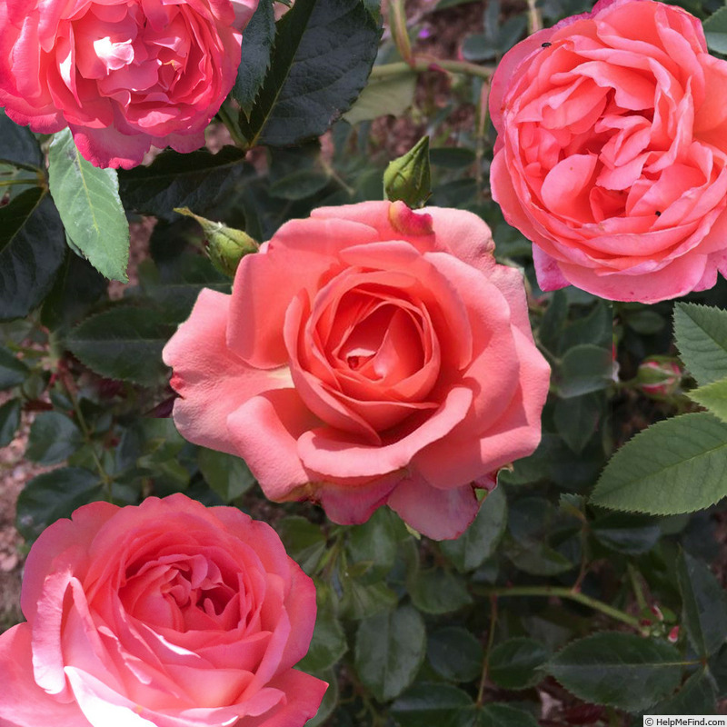 'Bijou Corail ®' rose photo