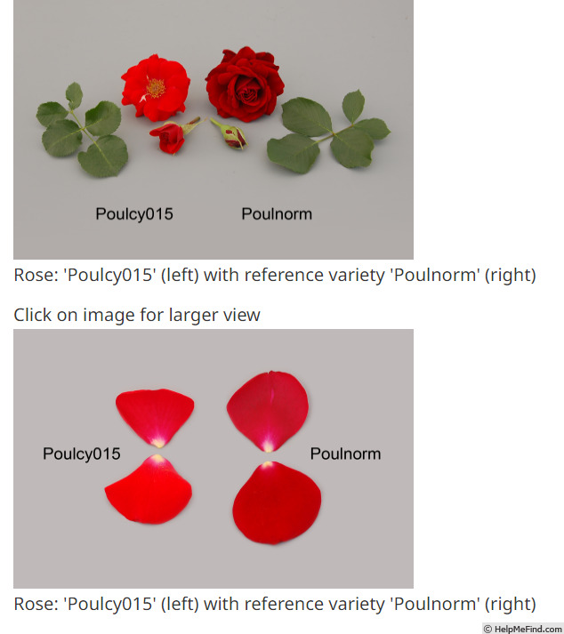 'POUlnorm' rose photo