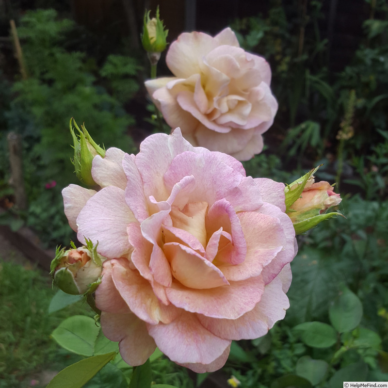 'Vidal Sassoon' rose photo