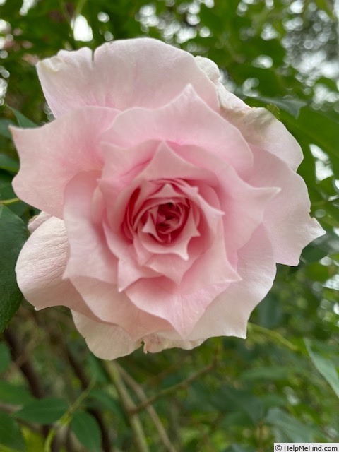 'Tonner's Fancy' rose photo