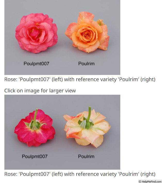 'POUlrim' rose photo