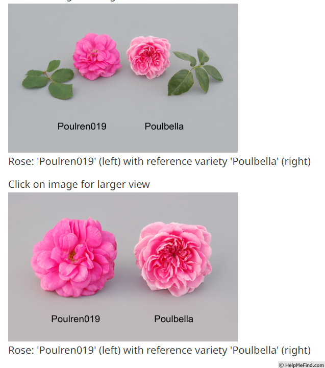 'POUlbella' rose photo