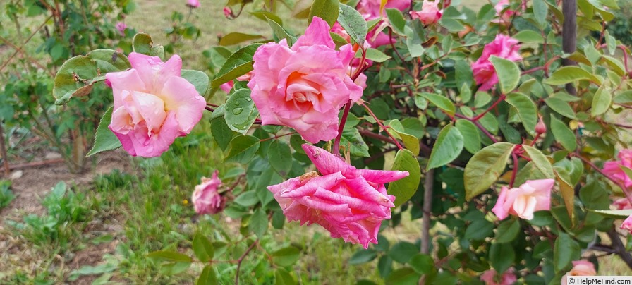 'Madame Berkeley' rose photo