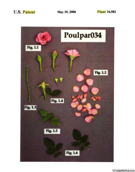 'Poulpar034' rose photo