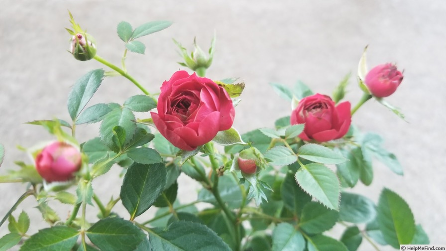 'Antique Kordana ®' rose photo