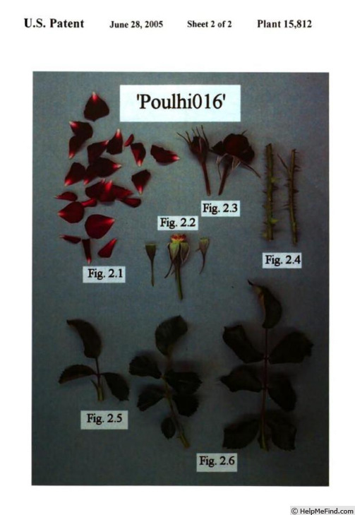 'Poulhi016' rose photo