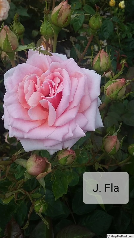 'DICnuance' rose photo