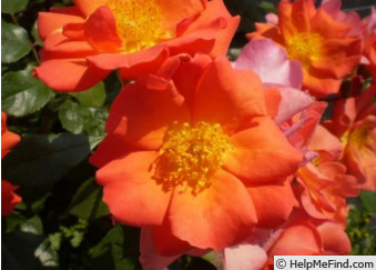 'GKS-327' rose photo