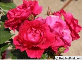 'BEAmelon' rose photo