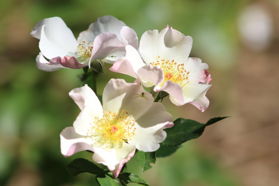 'Marie Bonnafoux-Buisson®' rose photo