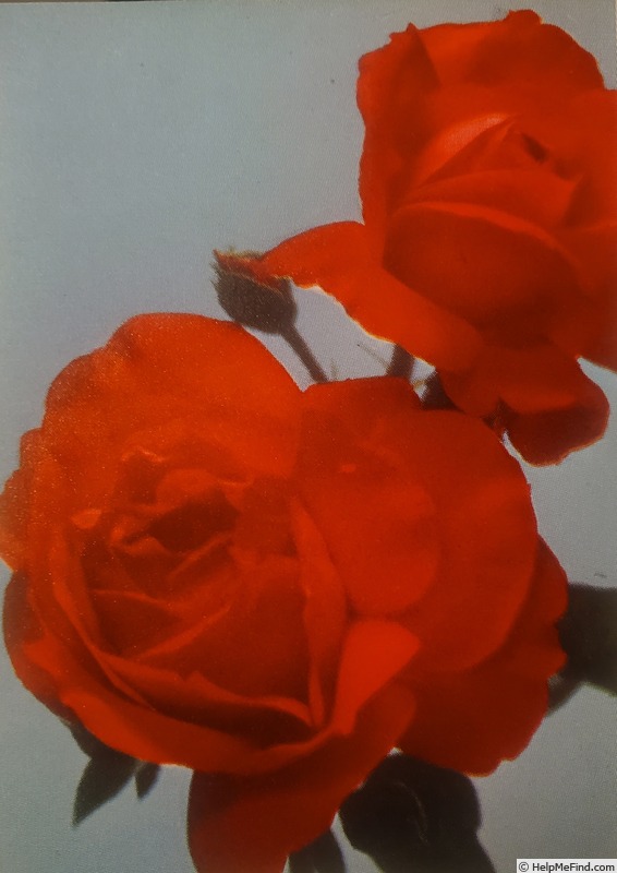 'Claude' rose photo
