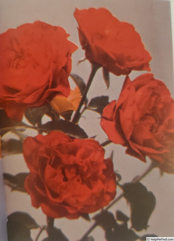 'Scarlet Marvel' rose photo