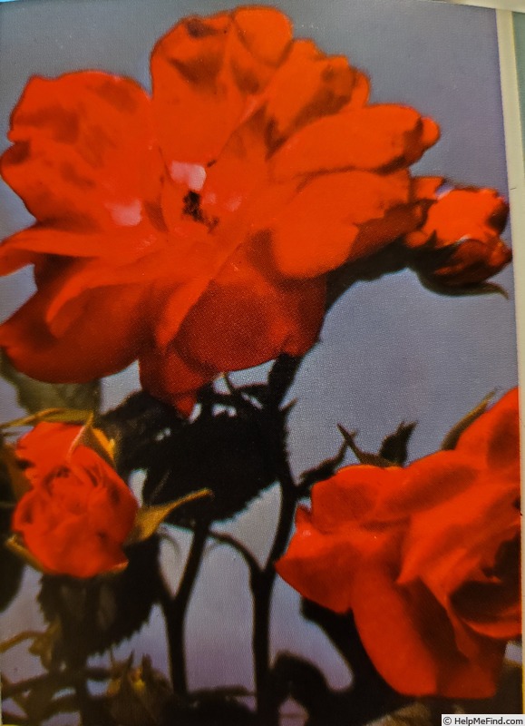 'Display (floribunda, Arnot 1956)' rose photo