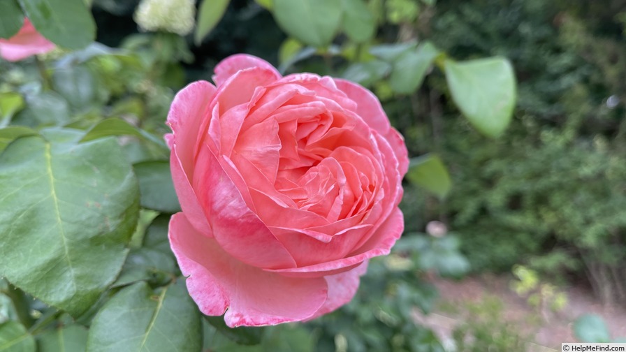 'Sweet Mademoiselle ™' rose photo