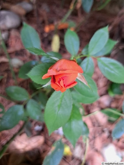 'Anne Vanderlove ®' rose photo