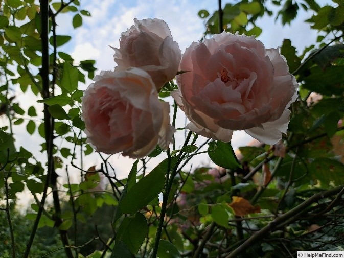 'The Wedgwood Rose' rose photo