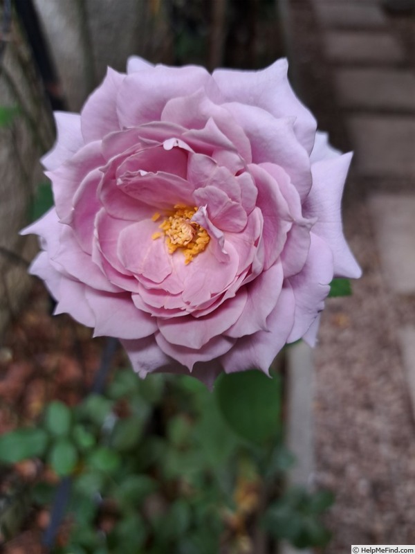 'Novalis ®' rose photo
