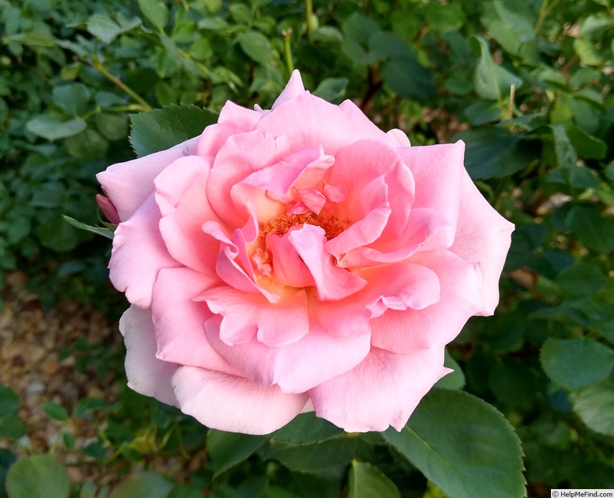 'Amiga Mia' rose photo