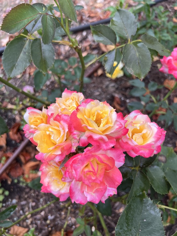 'Franziska' rose photo