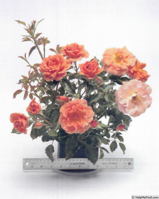 'Wekmongros' rose photo