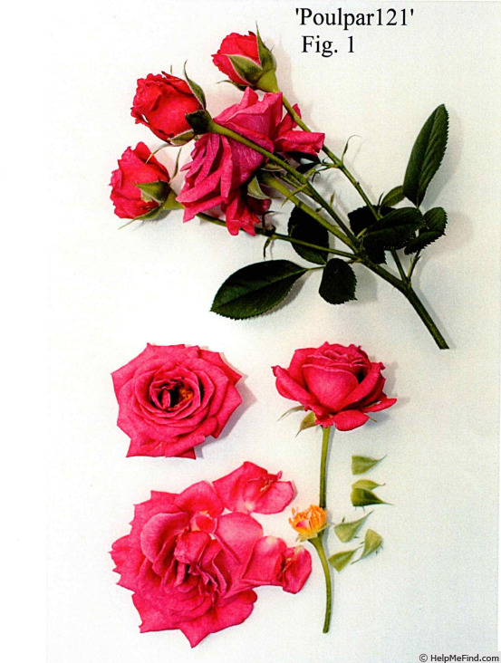 'POUlpar121' rose photo
