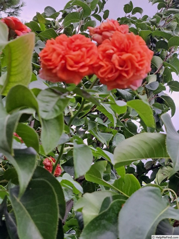 'Orangerie ®' rose photo