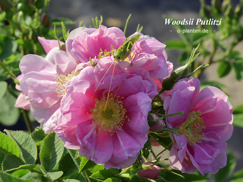 'Woodsii Putlitzi' rose photo