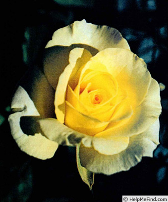 'LIMking' rose photo