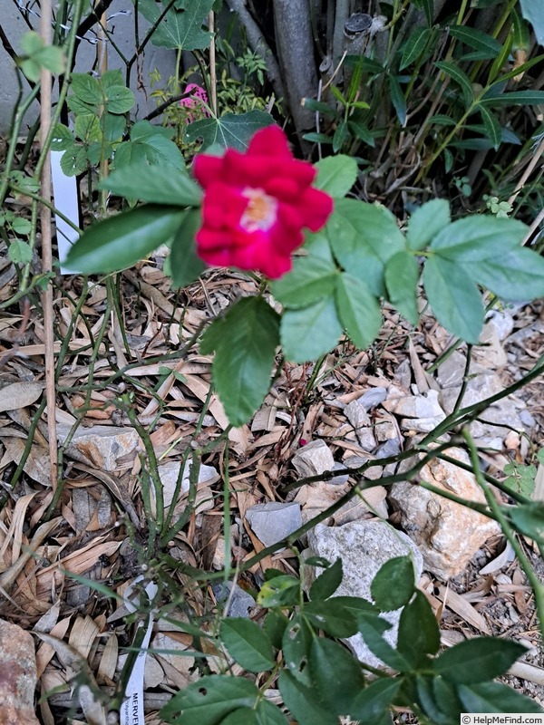 'Merveille des Rouges' rose photo