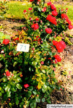 'KORroleotu' rose photo