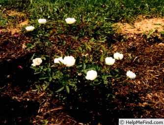 'RADgardebwhite' rose photo