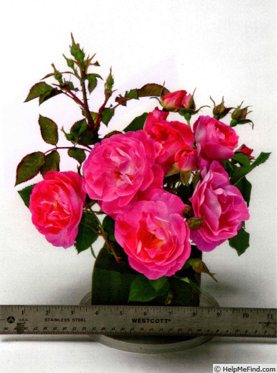 'WEKfawibyblu' rose photo