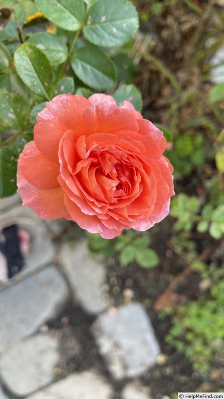 'Anglia Love' rose photo